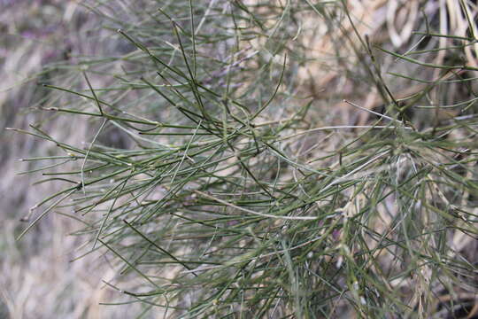 صورة Genista radiata (L.) Scop.