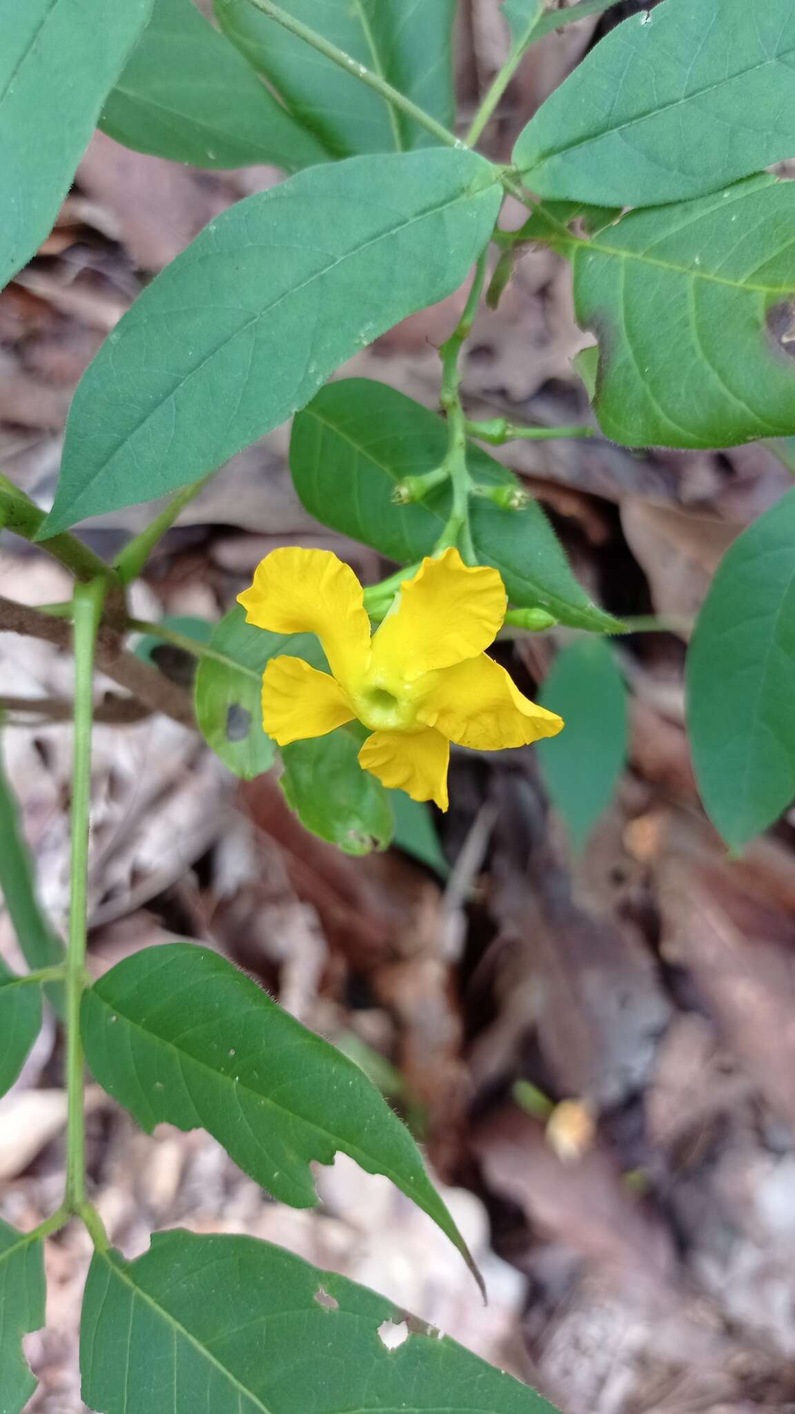 Image of Mandevilla subsagittata (Ruiz & Pav.) R. E. Woodson