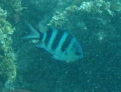 Image of Fourbar damsel