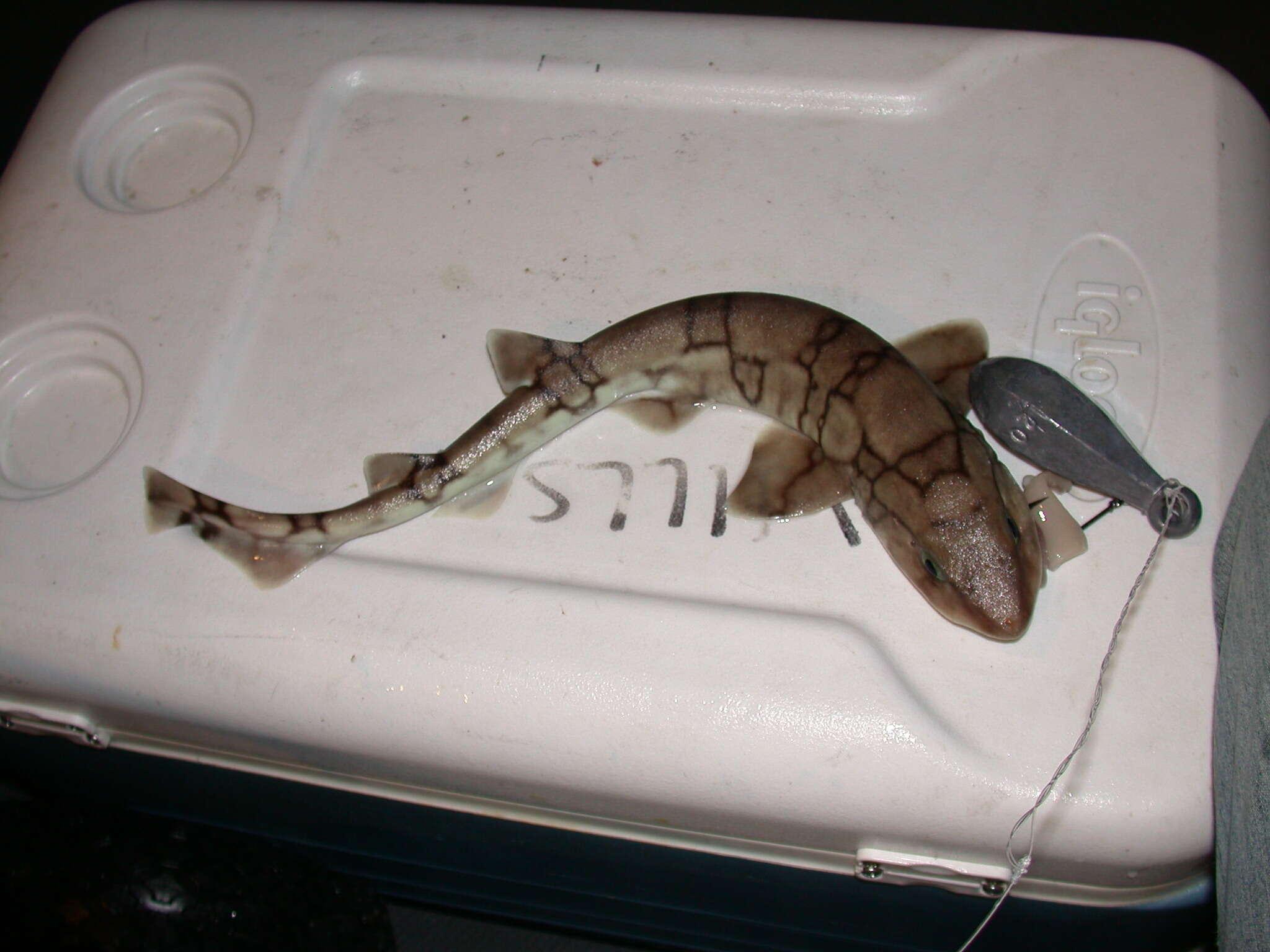 Image of Chain Catshark