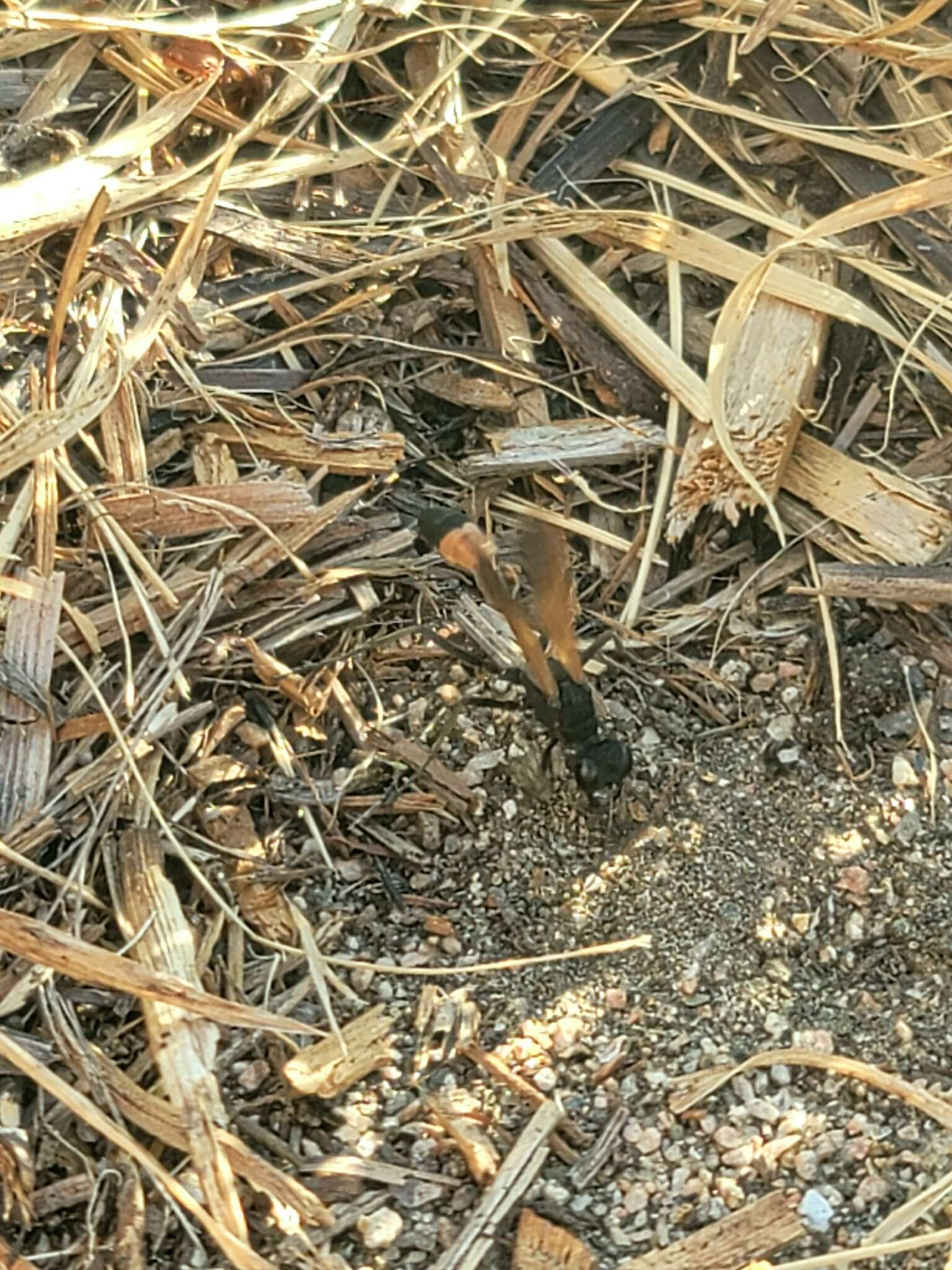 Слика од Ammophila placida F. Smith 1856