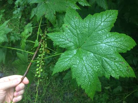 Image of stink currant