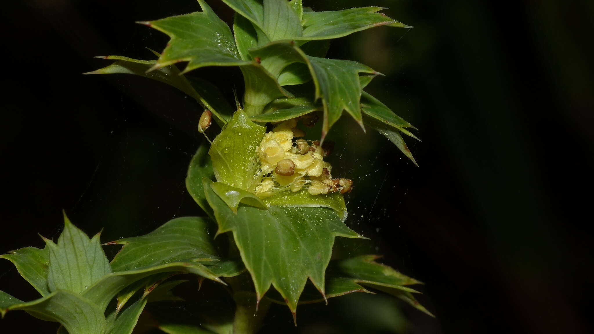 <i>Cliffortia <i>ilicifolia</i></i> var. ilicifolia resmi