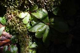 Image of Sundew