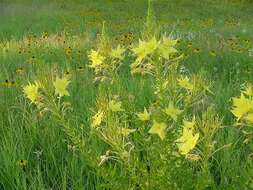 Imagem de Oenothera rhombipetala Nutt. ex Torr. & Gray