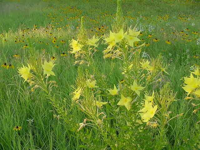 صورة Oenothera rhombipetala Nutt. ex Torr. & Gray