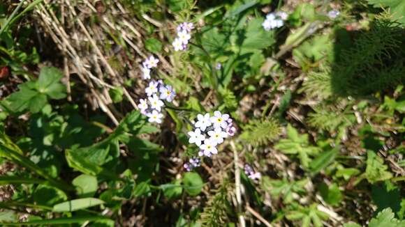 Image of Myosotis decumbens Host