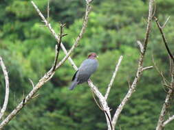 Image of Scaly-naped Pigeon