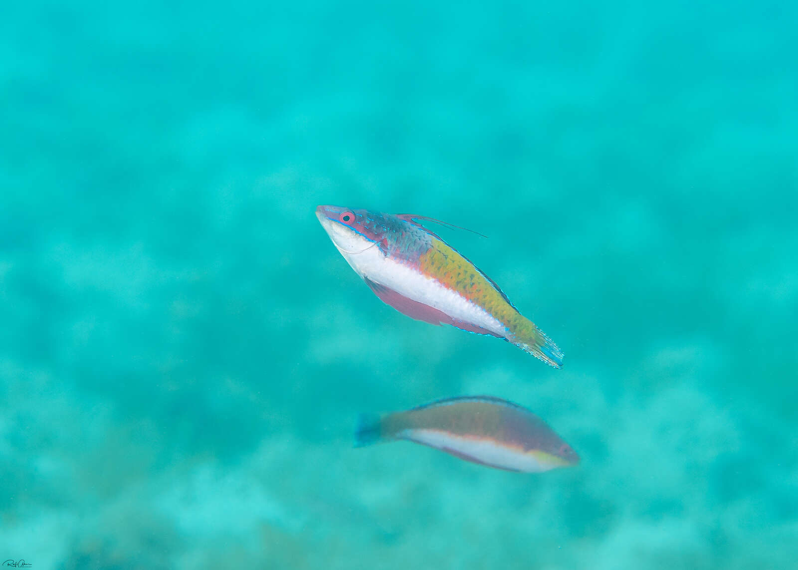 Image of Longfin fairy wrasse