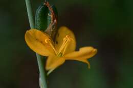 Image of Echeandia skinneri (Baker) Cruden