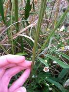 صورة Ratibida pinnata (Vent.) Barnh.