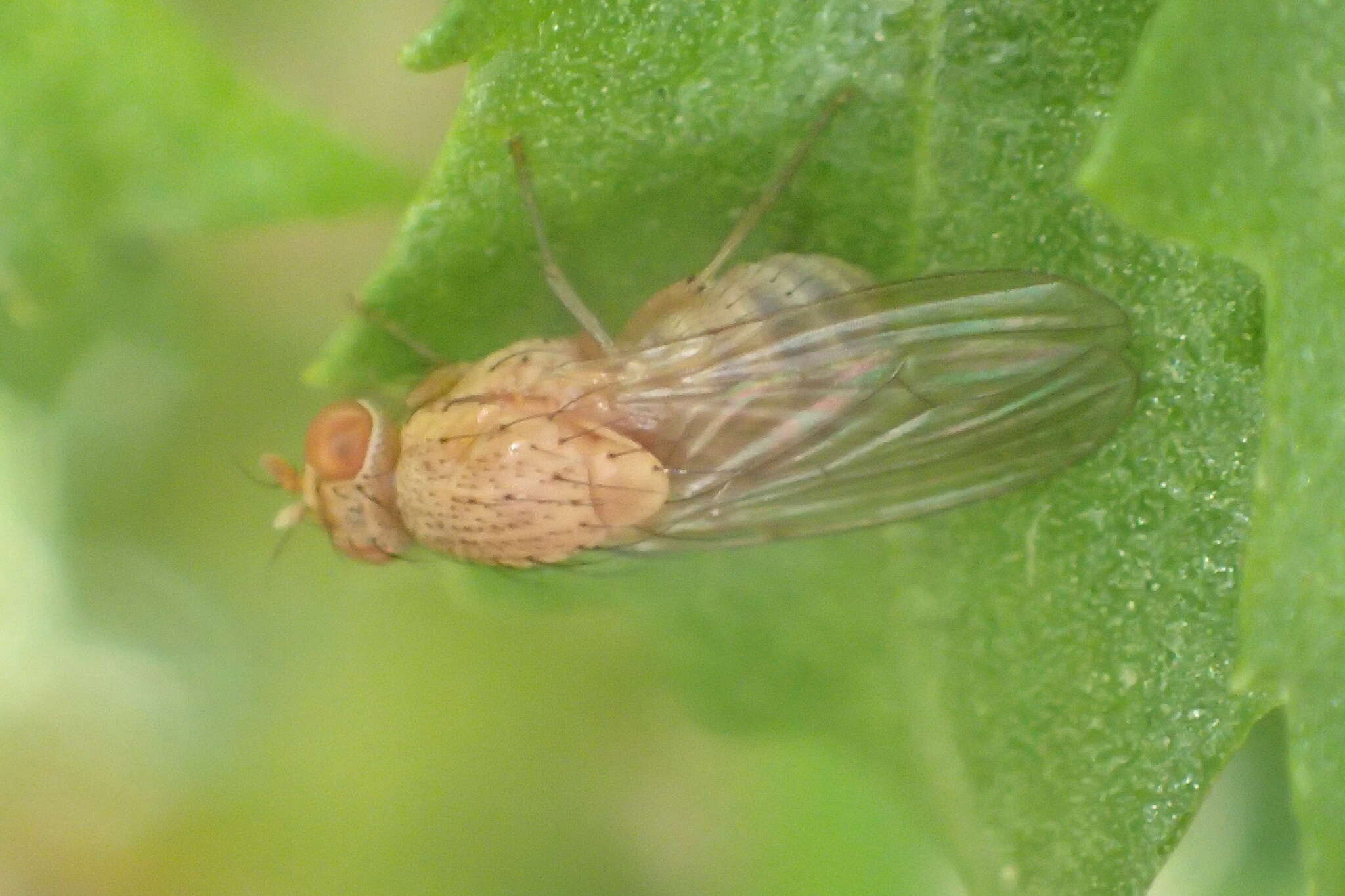 Minettia flaveola (Coquillett 1898)的圖片