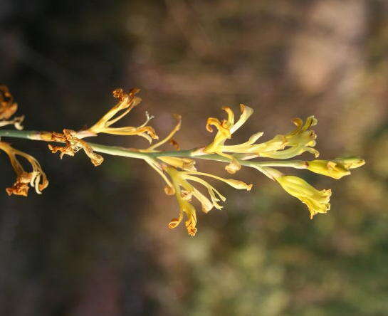 Imagem de Tritoniopsis nemorosa (E. Mey. ex Klatt) G. J. Lewis