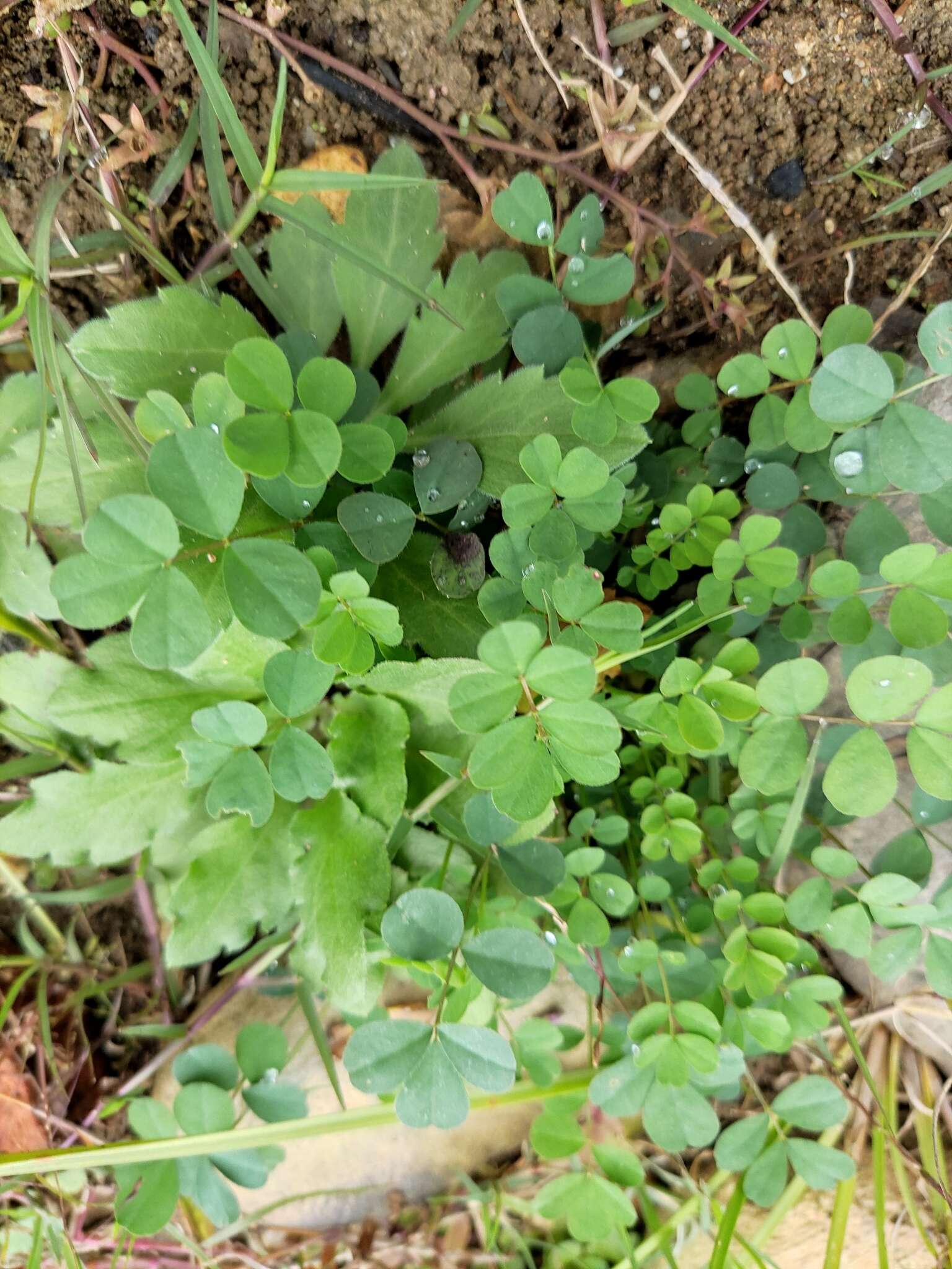 Sivun Astragalus sinicus L. kuva