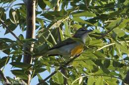 Image of Black-whiskered Vireo