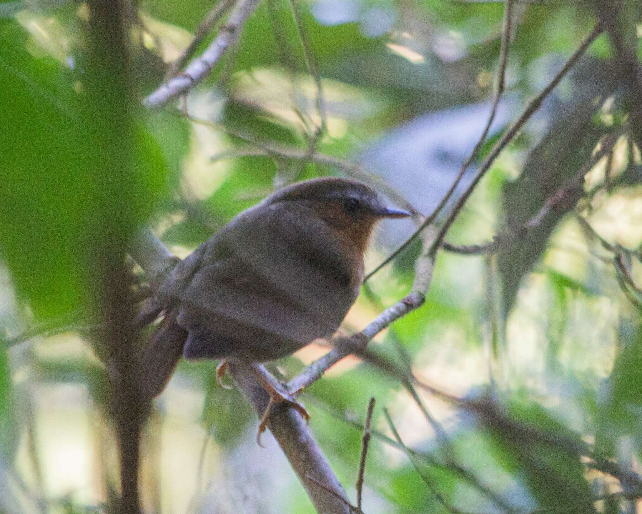 Image of Rufous Gnateater