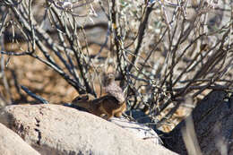 Image of Harris's Antelope Squirrel