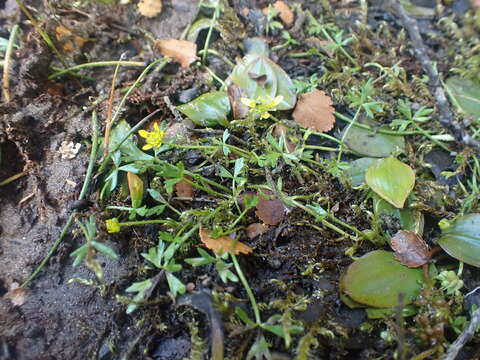 Слика од Ranunculus glabrifolius Hook.