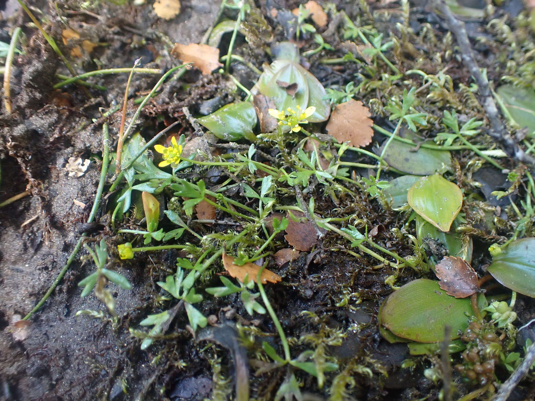 Image of Ranunculus glabrifolius Hook.