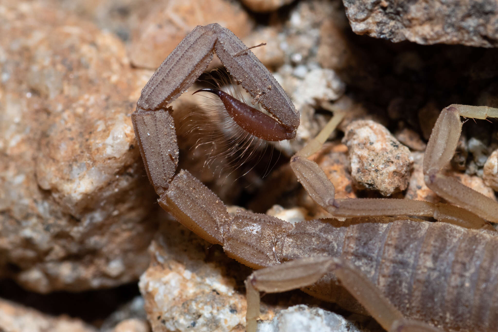 Plancia ëd Kochius hirsuticauda (Banks 1910)