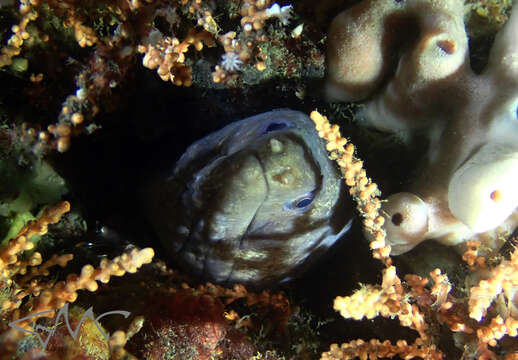 Image of False spotted moray