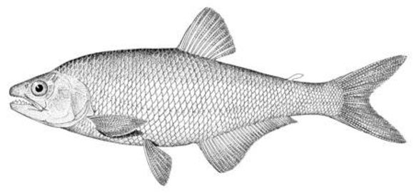 Image of <i>Brycon dentex</i> Günther 1860