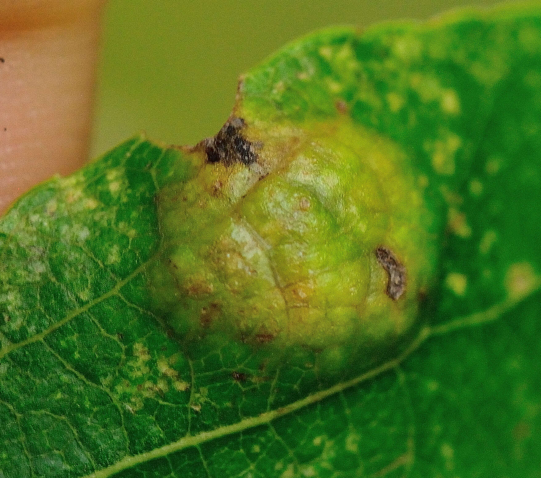 Image of Taphrina populi-salicis Mix 1947