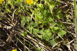 Image of tufted yellow woodsorrel