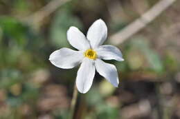 Image of Narcissus serotinus L.