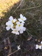 Arabidopsis arenosa subsp. arenosa的圖片