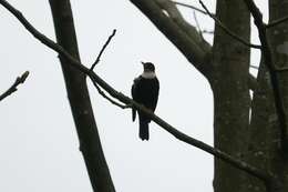 Image of White-collared Blackbird