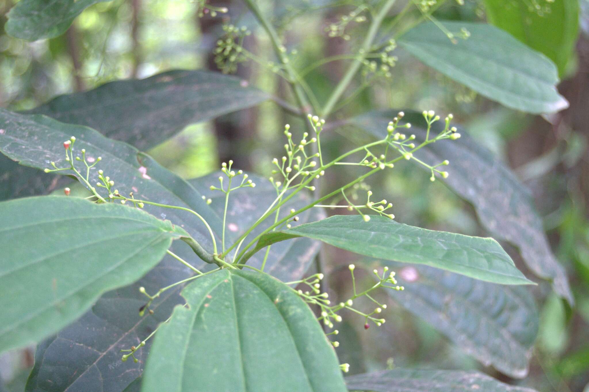 Imagem de Aiouea neurophylla (Mez & Pittier) R. Rohde