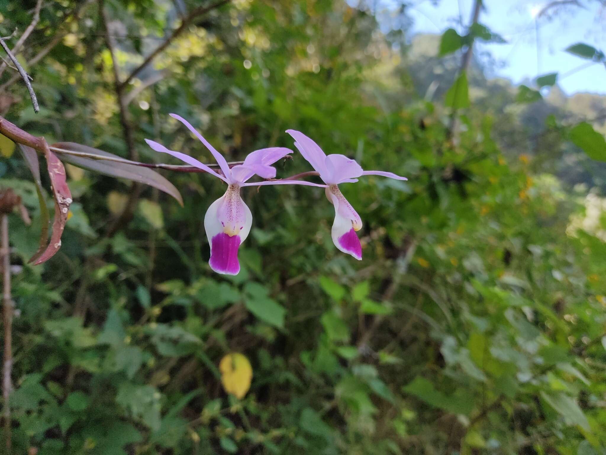 Image of Barkeria uniflora (Lex.) Dressler & Halb.