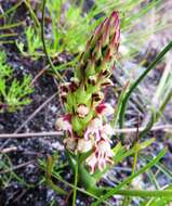 Image of Disa obtusa subsp. picta (Sond.) H. P. Linder