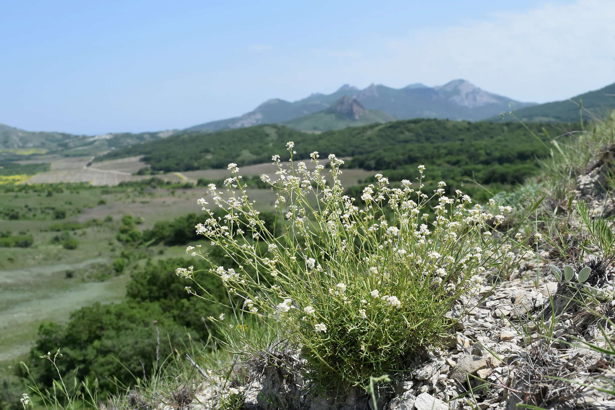 Image de Lepidium meyeri subsp. turczaninowii (Lipsky) Schmalh.