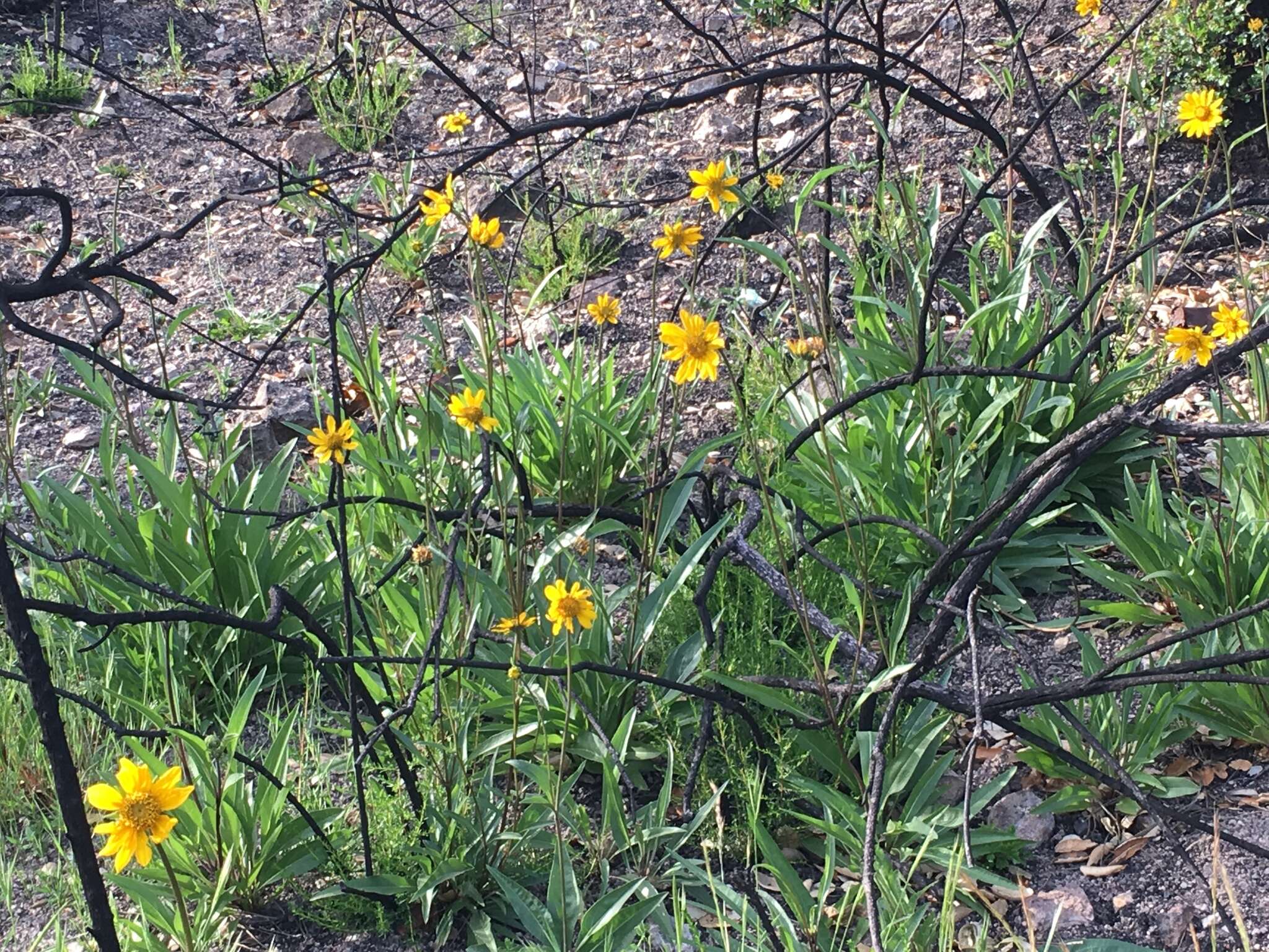 صورة Helianthella californica A. Gray