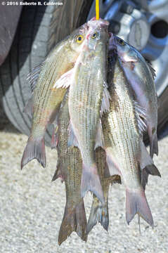 Image of White Bass