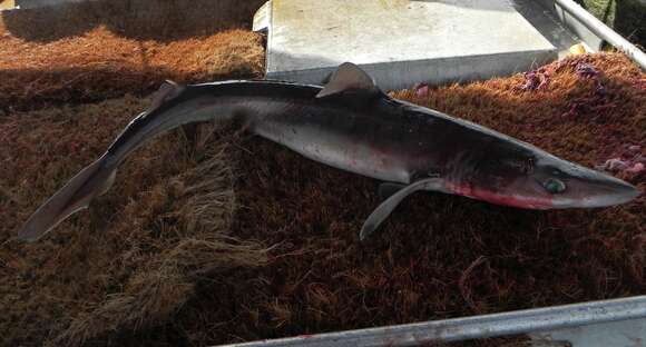 Image of North Pacific Spiny Dogfish