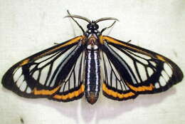 Image of Hyalurga lauronoides Hering 1925