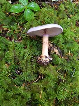 Image of Cortinarius olympianus A. H. Sm. 1939