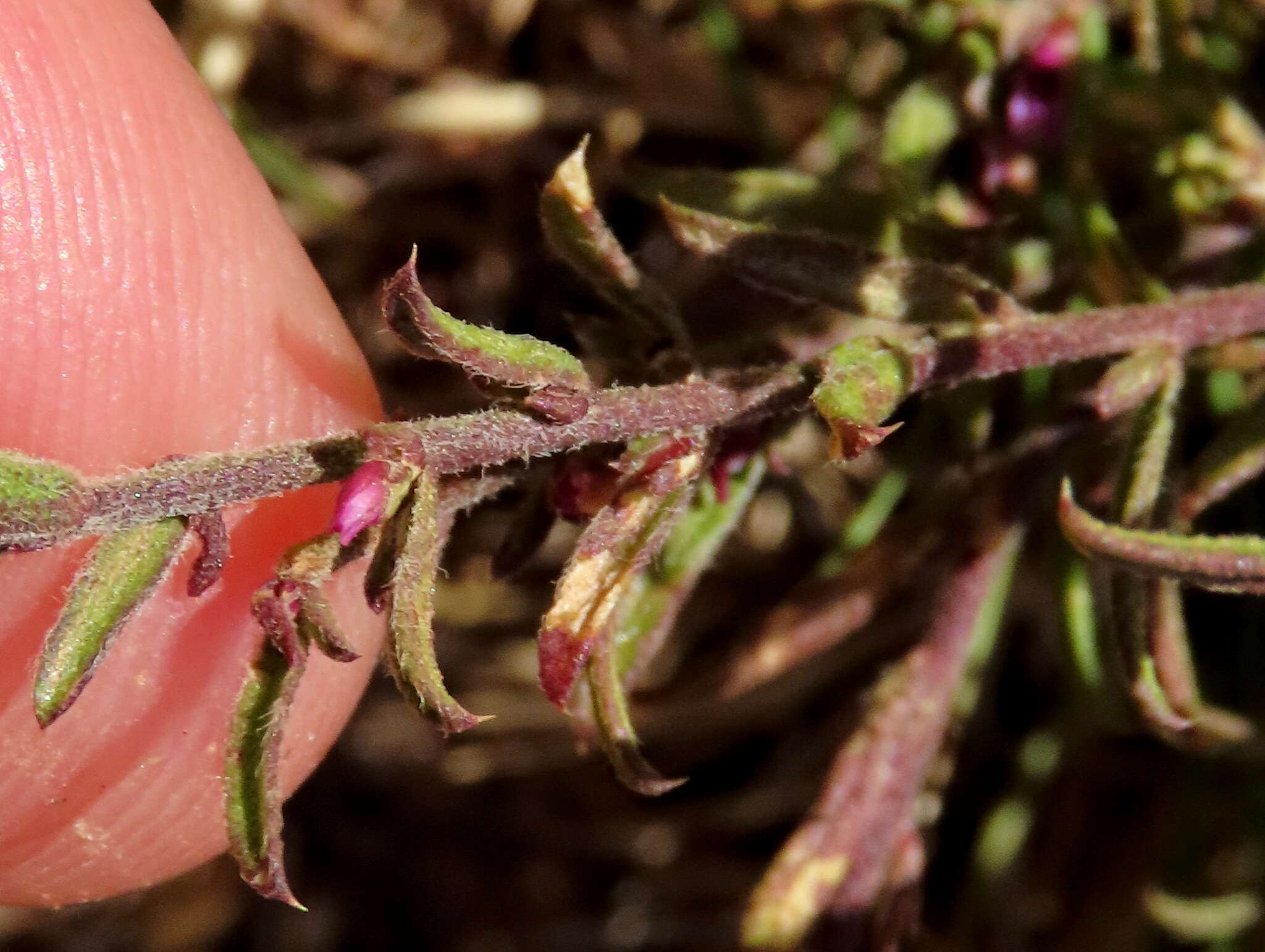 Image of Muraltia comptonii Levyns