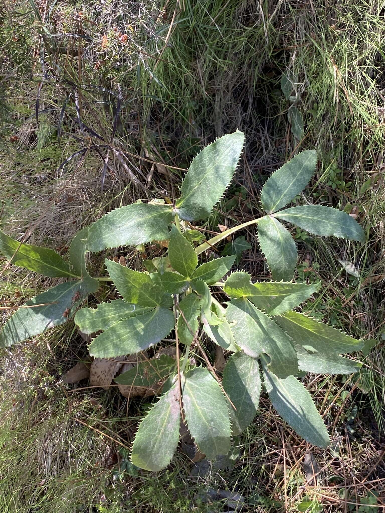 Image of livid hellebore