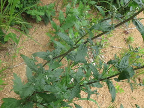 Image of Artemisia stolonifera (Maxim.) Kom.