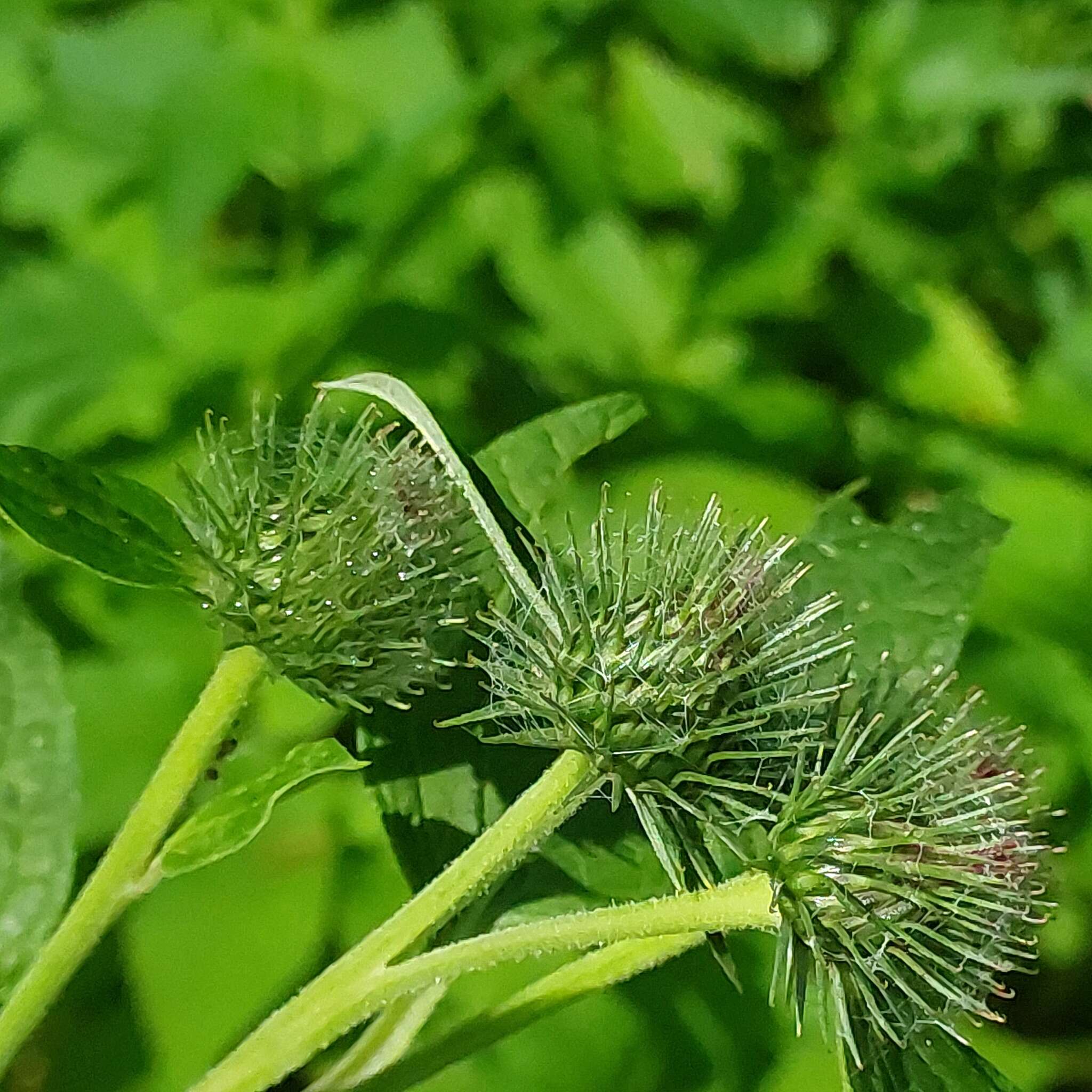 Image of Arctium ambiguum (Celak.) Nym.