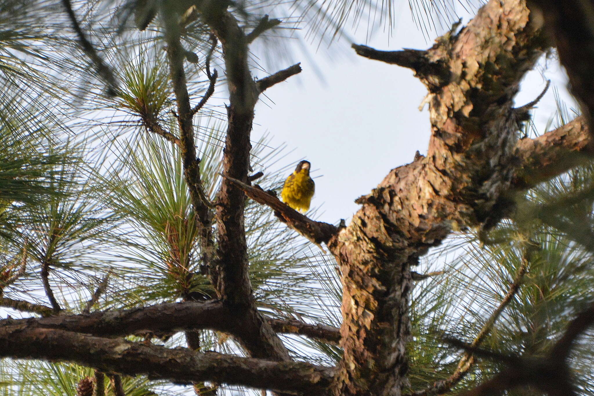 Image of Vietnamese Greenfinch