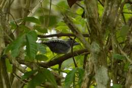 Image of Bamboo Antshrike