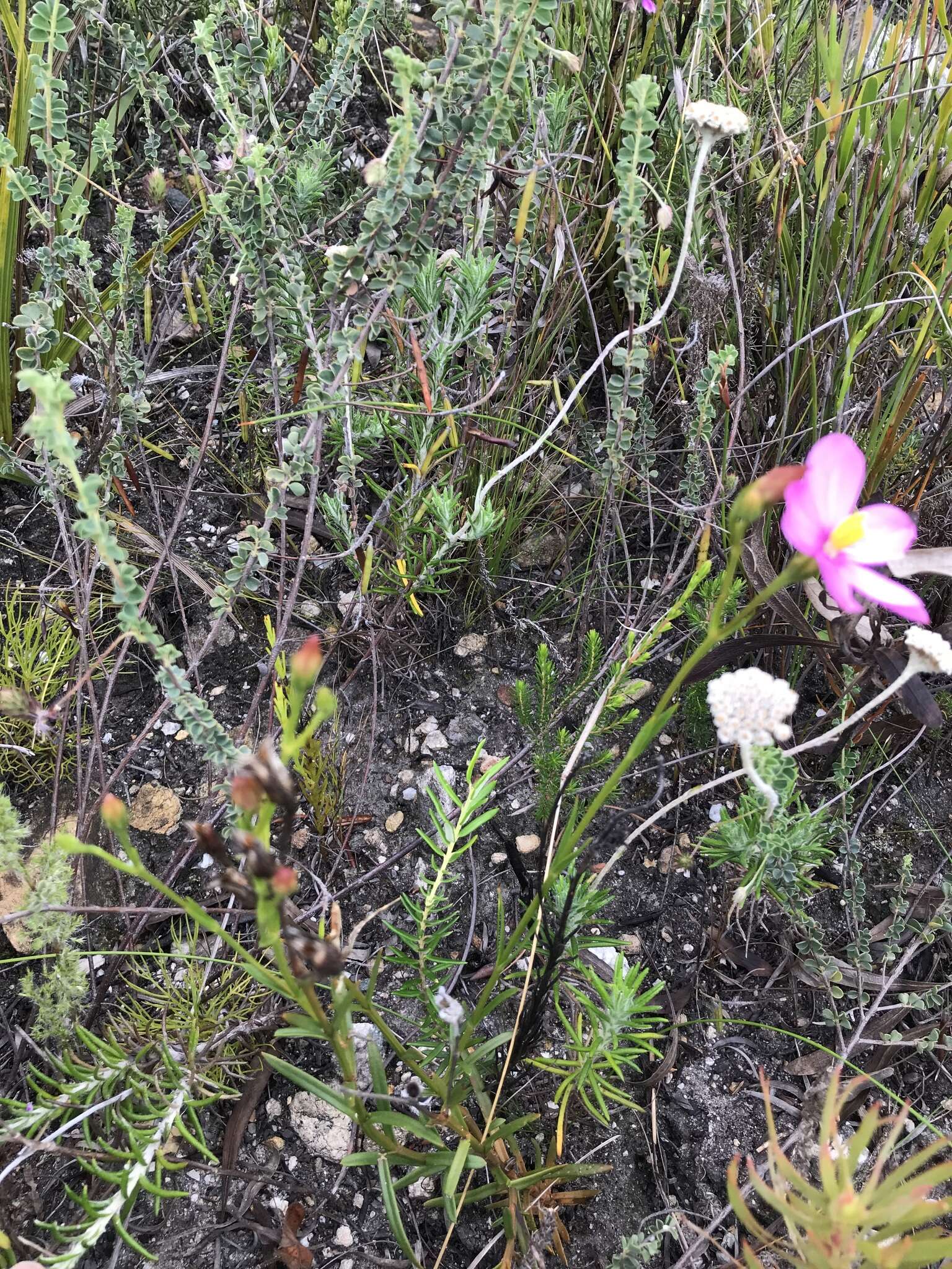 Image of Chironia linoides L.