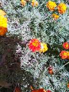 Imagem de Tagetes erecta L.