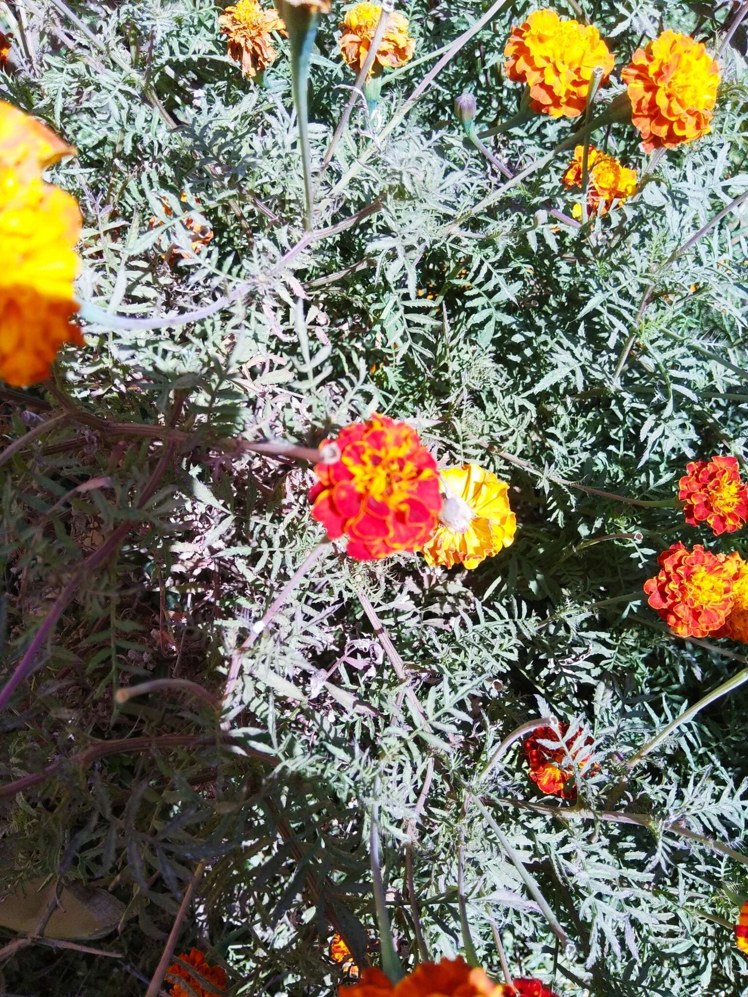 Imagem de Tagetes erecta L.