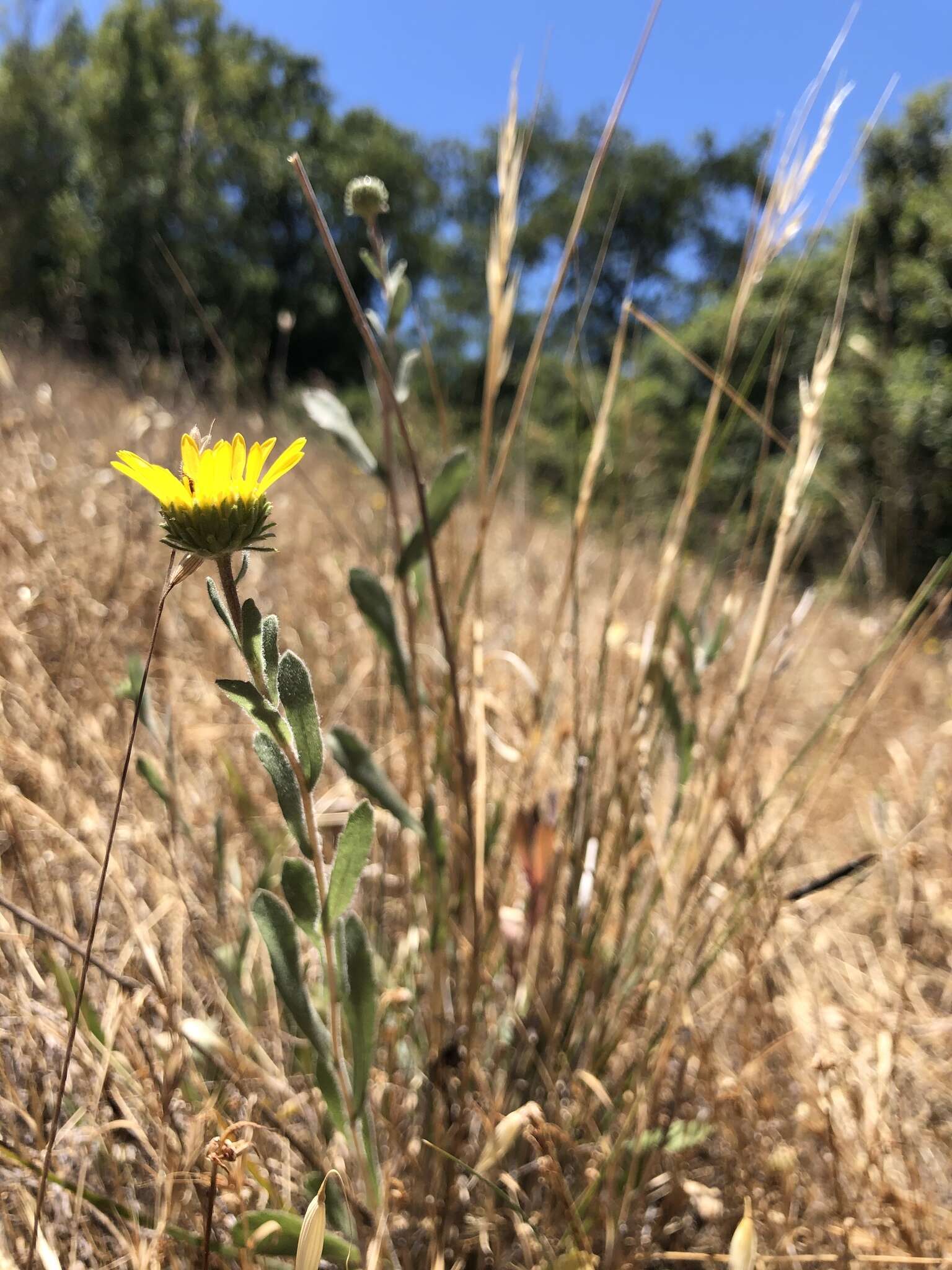 Слика од Grindelia hirsutula Hook. & Arn.